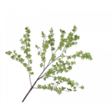 SILK-KA Branche de feuilles Vert | 150 cm