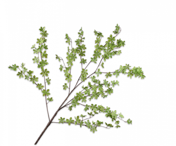 SILK-KA Bladtak Groen | 150 cm SILK-KA Bladtak Groen | 150 cm