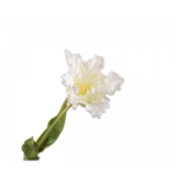 SILK-KA Tulpe Weiß | 71 cm