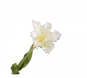 SILK-KA Tulipán Blanco | 71cm SILK-KA Tulipán Blanco | 71cm