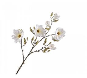 SILK-KA Crème de branche de magnolia | 138 cm SILK-KA Crème de branche de magnolia | 138 cm