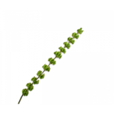 SILK-KA Vert Molucelle | 118 cm SILK-KA Vert Molucelle | 118 cm