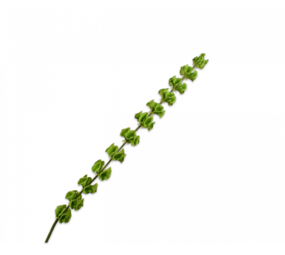 SILK-KA Molucella Grønn | 118 cm SILK-KA Molucella Grønn | 118 cm