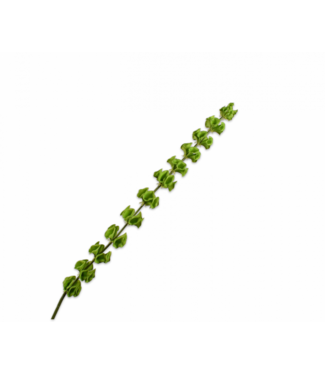 SILK-KA Molucella Grønn | 118 cm