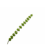SILK-KA Molucella Grønn | 118 cm