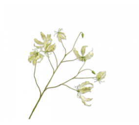 SILK-KA Ramo Gloriosa Verde | 110cm SILK-KA Ramo Gloriosa Verde | 110cm