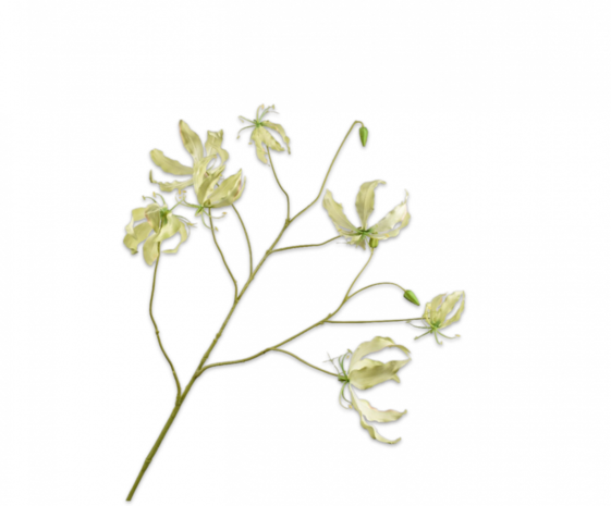 SILK-KA Ramo Gloriosa Verde | 110 cm SILK-KA Ramo Gloriosa Verde | 110 cm