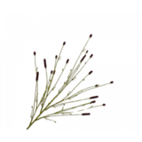 SILK-KA Branche de Mouron Bordeaux | 116cm SILK-KA Branche de Mouron Bordeaux | 116cm