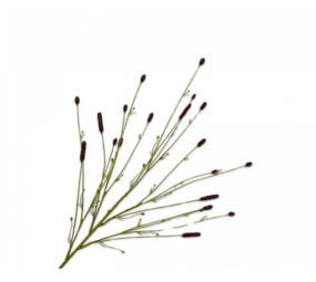 SILK-KA Ramo di primula Bordeaux | 116cm SILK-KA Ramo di primula Bordeaux | 116cm