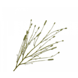 SILK-KA Ramo bruciato verde | 116cm SILK-KA Ramo bruciato verde | 116cm