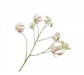 SILK-KA Gloriosa gren rosa | 110 cm SILK-KA Gloriosa gren rosa | 110 cm