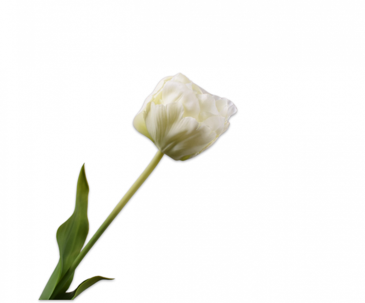 SILK-KA Tulp Wit | 66 cm SILK-KA Tulp Wit | 66 cm