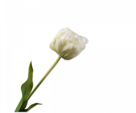 SILK-KA Tulipanhvit | 66 cm SILK-KA Tulipanhvit | 66 cm