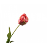 SILK-KA Tulip Pink / Yellow | 66 cm SILK-KA Tulip Pink / Yellow | 66 cm