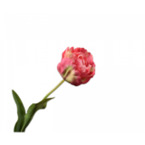 SILK-KA Tulipán rosa | 84cm SILK-KA Tulipán rosa | 84cm