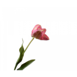 SILK-KA Tulipe Rose / Jaune | 84 cm SILK-KA Tulipe Rose / Jaune | 84 cm