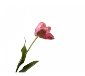 SILK-KA Tulpe Rosa / Gelb | 84 cm SILK-KA Tulpe Rosa / Gelb | 84 cm