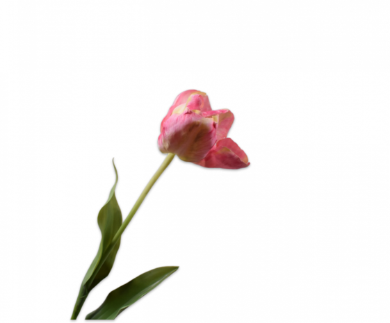 SILK-KA Tulpe Rosa / Gelb | 84 cm SILK-KA Tulpe Rosa / Gelb | 84 cm