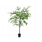 SILK-KA Bucida Vert | 228 cm SILK-KA Bucida Vert | 228 cm