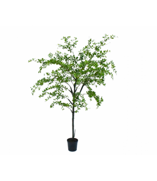 SILK-KA Bucida Vert | 228 cm