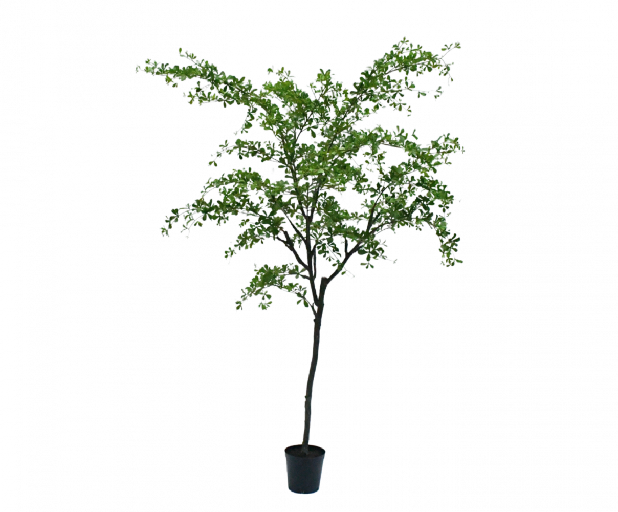 SILK-KA Verde Bucida | 300cm SILK-KA Verde Bucida | 300cm