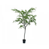 SILK-KA Bucida Green | 300 cm SILK-KA Bucida Green | 300 cm