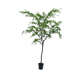 SILK-KA Bucida Grün | 300 cm SILK-KA Bucida Grün | 300 cm