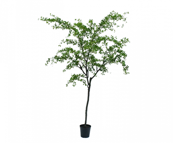 SILK-KA Bucida Vert | 300 cm SILK-KA Bucida Vert | 300 cm