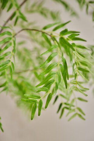 SILK-KA Planta Verde | 280cm SILK-KA Planta Verde | 280cm