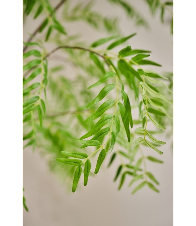 SILK-KA Planta Verde | 280cm