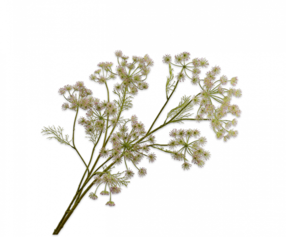 SILK-KA Dillgren rosa | 140 cm SILK-KA Dillgren rosa | 140 cm