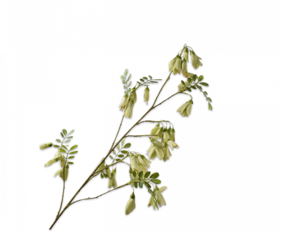 SILK-KA Rama de Campanula Verde | 118 centímetros SILK-KA Rama de Campanula Verde | 118 centímetros