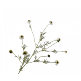 SILK-KA Crème de branche de scabieuse | 127 cm SILK-KA Crème de branche de scabieuse | 127 cm