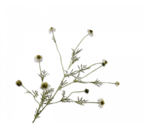 SILK-KA Scabiosa Branch Cream | 127 cm
