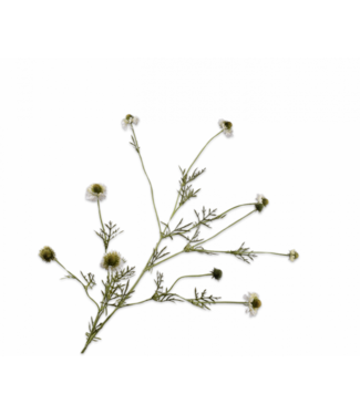 SILK-KA Scabiosa Branch Cream | 127 cm