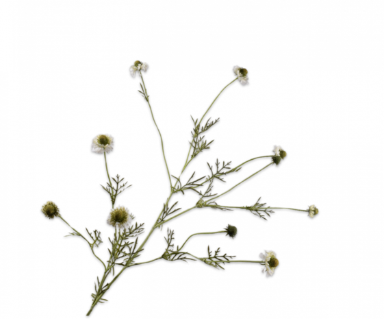 SILK-KA Scabiosa Branch Cream | 127 cm SILK-KA Scabiosa Branch Cream | 127 cm