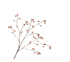 SILK-KA Branche d'églantier orange | 106 cm SILK-KA Branche d'églantier orange | 106 cm