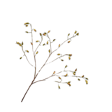 SILK-KA Ramo di rosa canina verde | 106 centimetri