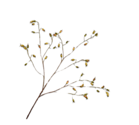 SILK-KA Ramo di rosa canina verde | 106 centimetri SILK-KA Ramo di rosa canina verde | 106 centimetri