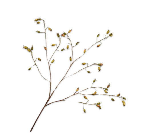 SILK-KA Rosehip Branch Green | 106 cm