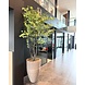 DOMANI PARIS | Gris naturel 80 DOMANI PARIS | Gris naturel 80
