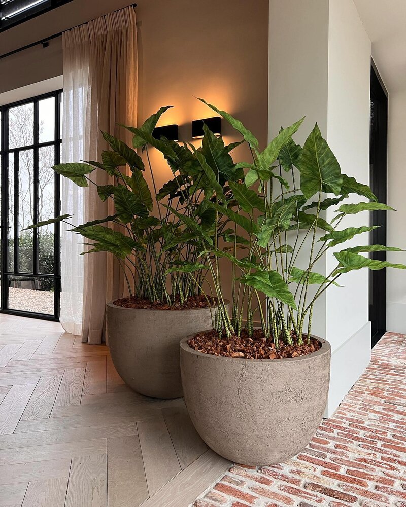 DOMANI TEXEL | Natural Grey 50 DOMANI TEXEL | Natural Grey 50