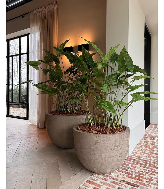 DOMANI TEXEL | Natural Grey 100