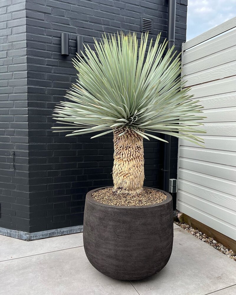 DOMANI Graz | Negro natural DOMANI Graz | Negro natural