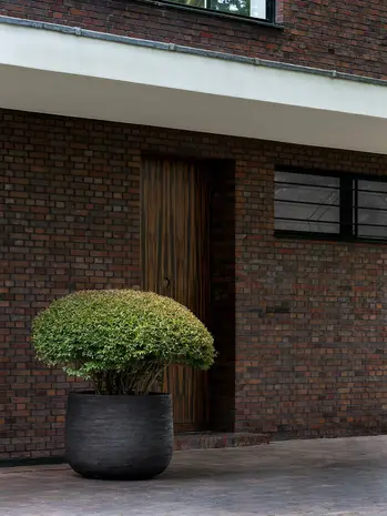 DOMANI GRAZ | Natural Black DOMANI GRAZ | Natural Black