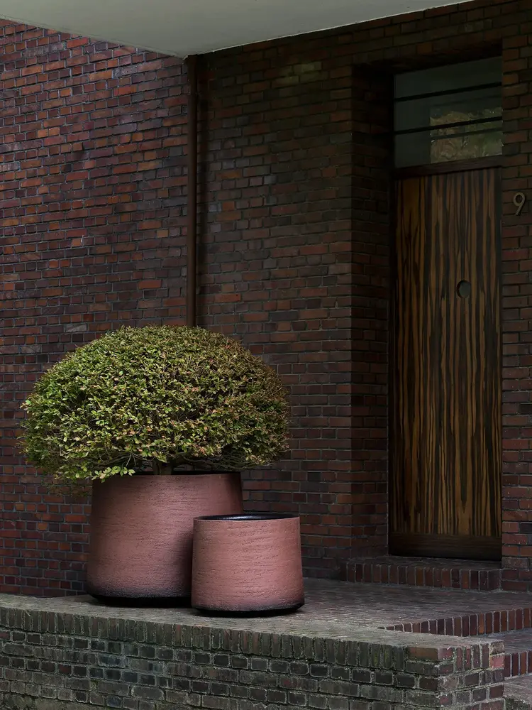 DOMANI LA HABANA | Ciruela DOMANI LA HABANA | Ciruela