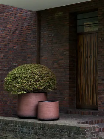 DOMANI HAVANNA | Pflaume DOMANI HAVANNA | Pflaume