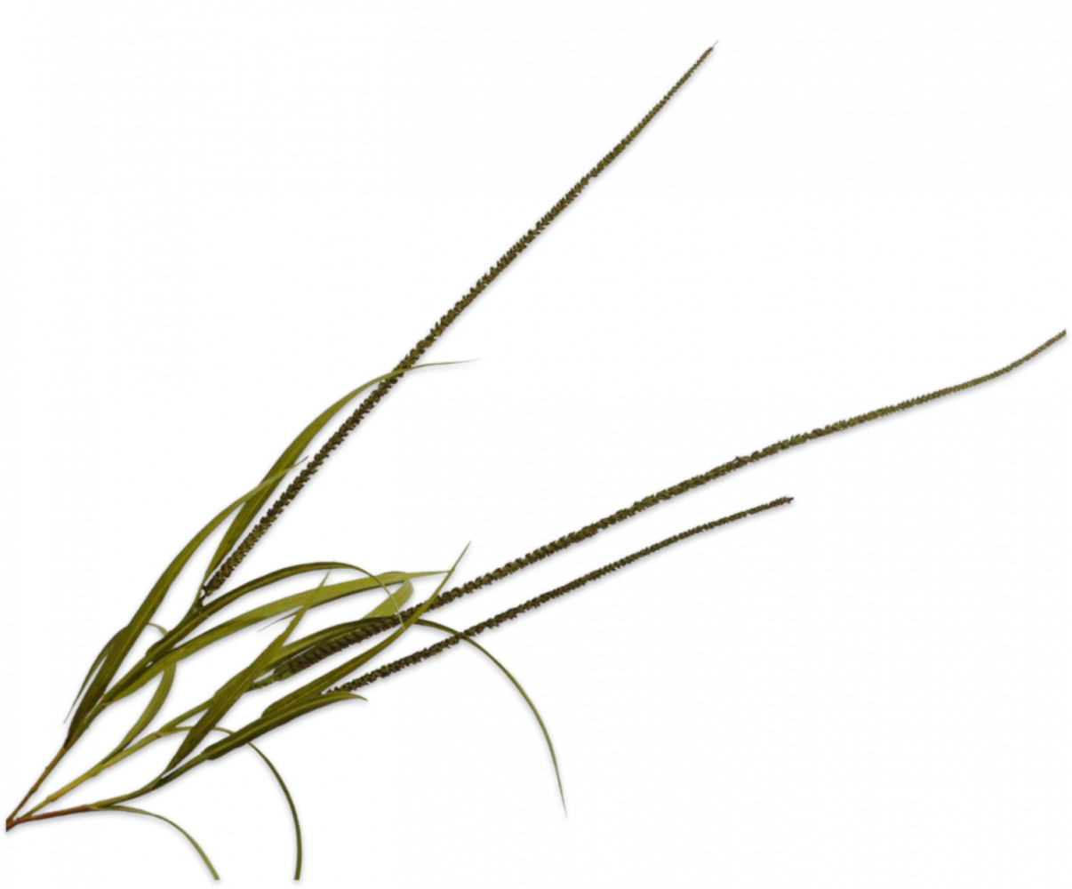 SILK-KA Graszweig Braun/Grün | 135 cm SILK-KA Graszweig Braun/Grün | 135 cm