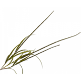 SILK-KA Grass Branch Brown/Green | 135 cm SILK-KA Grass Branch Brown/Green | 135 cm