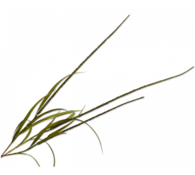 SILK-KA Branche d'herbe marron/verte | 135 cm SILK-KA Branche d'herbe marron/verte | 135 cm